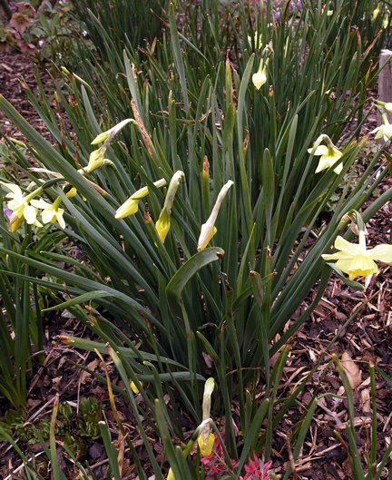 Narcissus jonquilla Pipit frm wk.JPG